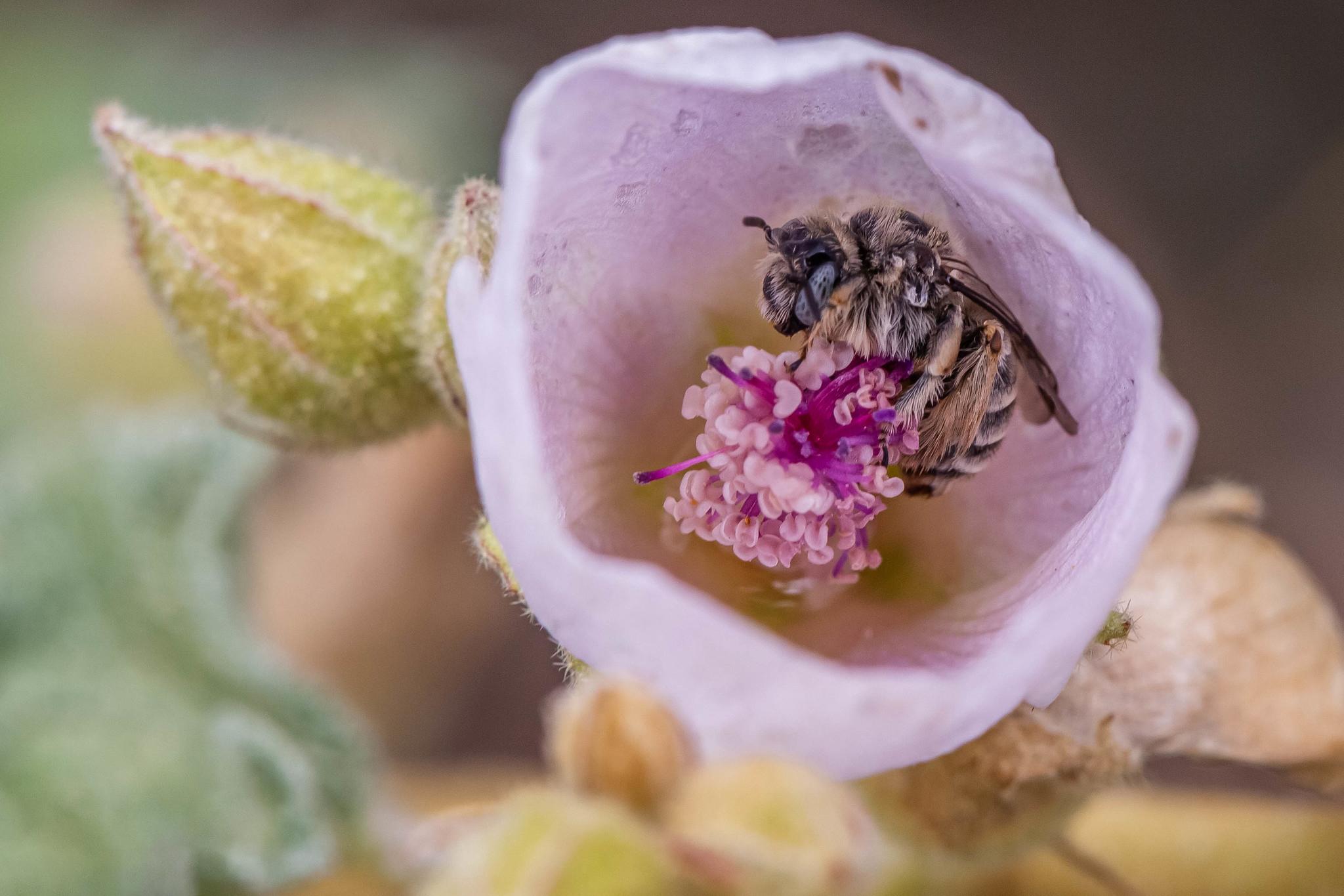 Bee inside globemallow flower